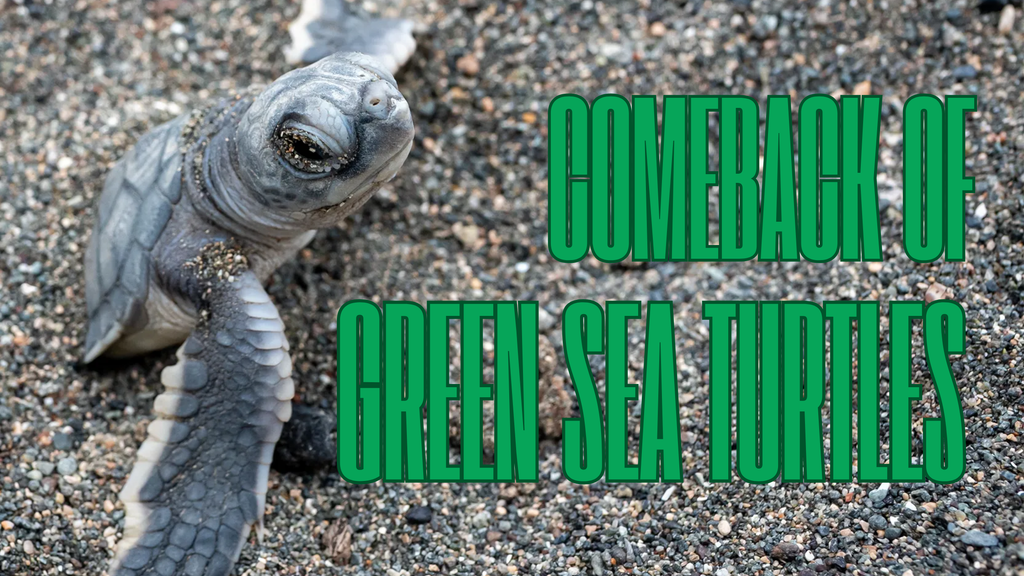 Why the Comeback of Green Sea Turtles Means Big Waves for Surfers &amp; Shoppers at Spunky’s Surf Shop